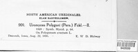 Uromyces polygoni-avicularis image